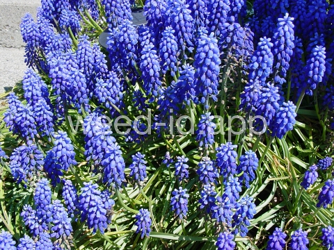 grape-hyacinth